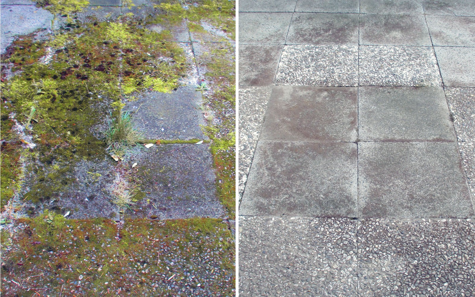 Terrassenplatten-Moos-Vergleich